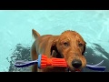 Dock diving club for dogs makes a splash in Cave Creek | Cronkite News Dock diving club for dogs makes a splash in Cave Creek | Cronkite News