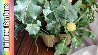 Whats Growing in April & Pepper Planting Tips too! Mothers Day Sale! @RainbowGardens
