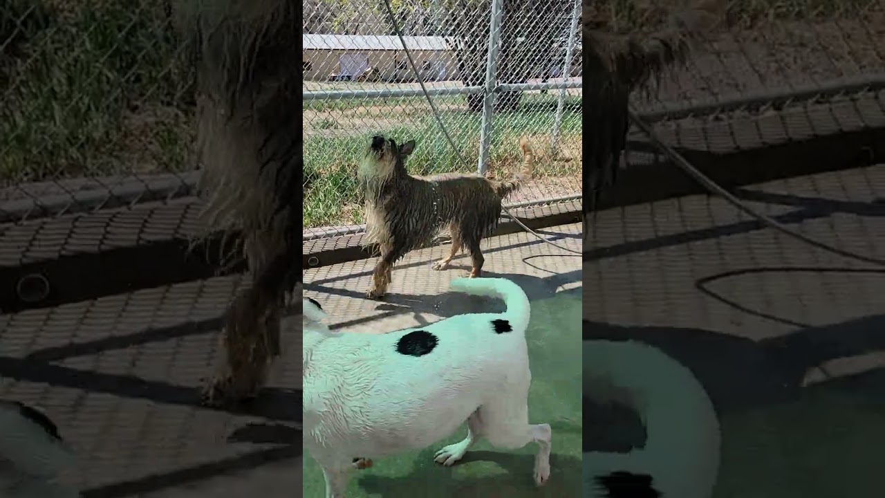 Uploads from Canine Campus Dog Daycare & Boarding