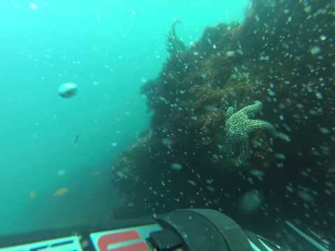 scuba-dive-orange-county-huge-sea-lion-bull-comes-right-up-to-me-(starts-at-4:00)