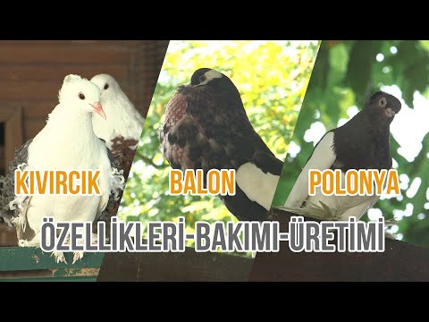 Kıvırcık - Balon - Polonya Güvercinleri (Bakımı-Üretimi ve Güvercin Yarışmaları) - Süslü #güvercin