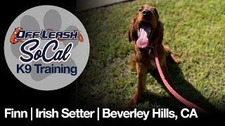Irish Setter Off Leash Dog Training  Finn | Beverly Hills, CA | OffLeash SoCal