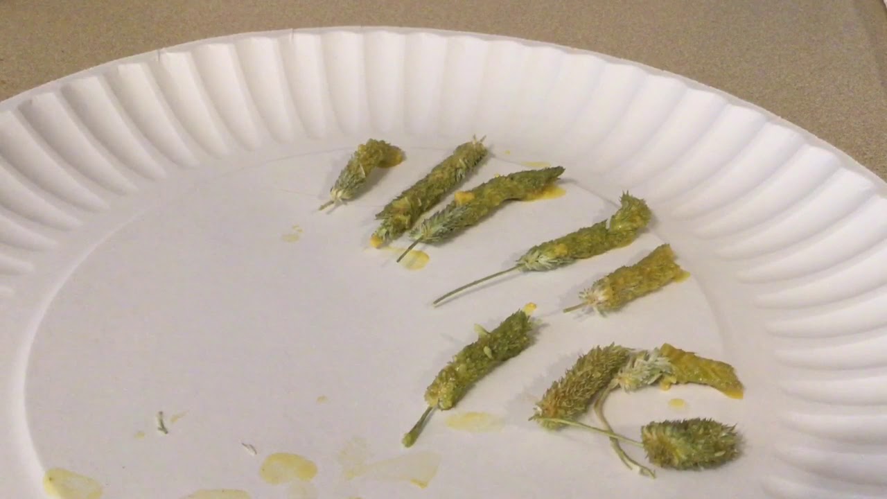 Yogurt Dipped Hay Tops For Guinea Pigs (guinea Pig Kitchen YouTube