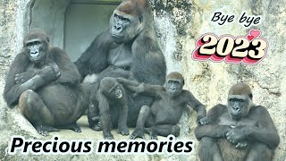 Happy New Year ! Gorilla D'jeeco family's precious memories  in 2023 / 新年快樂 !  大猩猩迪亞哥家族2023年的回顧