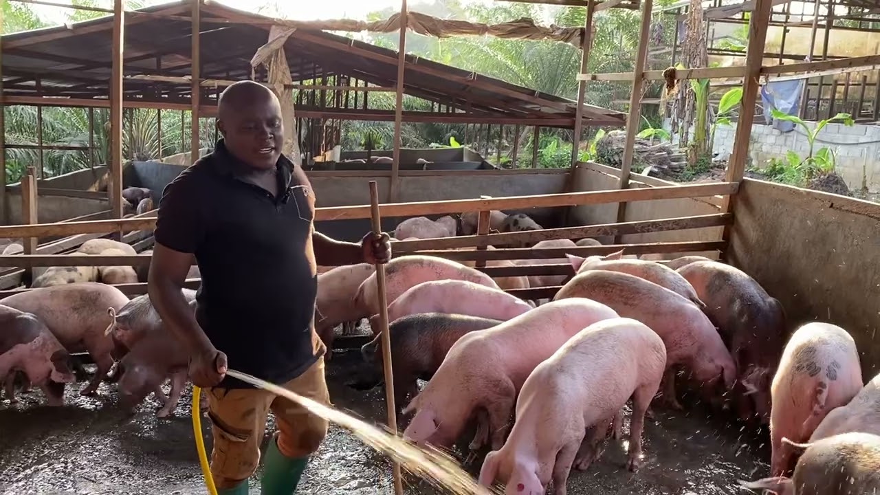 Comment réussir son élevage des porcs en Afrique 