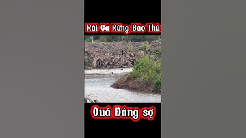 Rái Cá Rừng trả thù #tamchoco