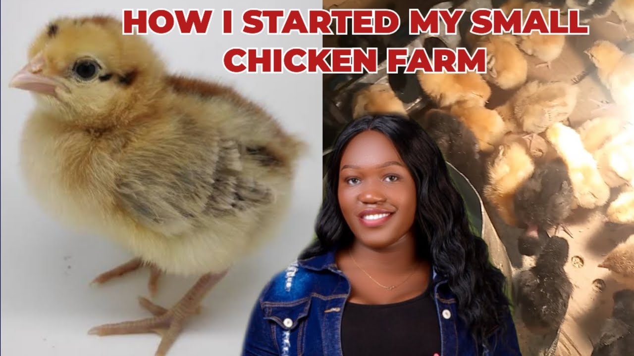 HOW I STARTED MY SMALL POULTRY FARM ON A BUDGET - YouTube