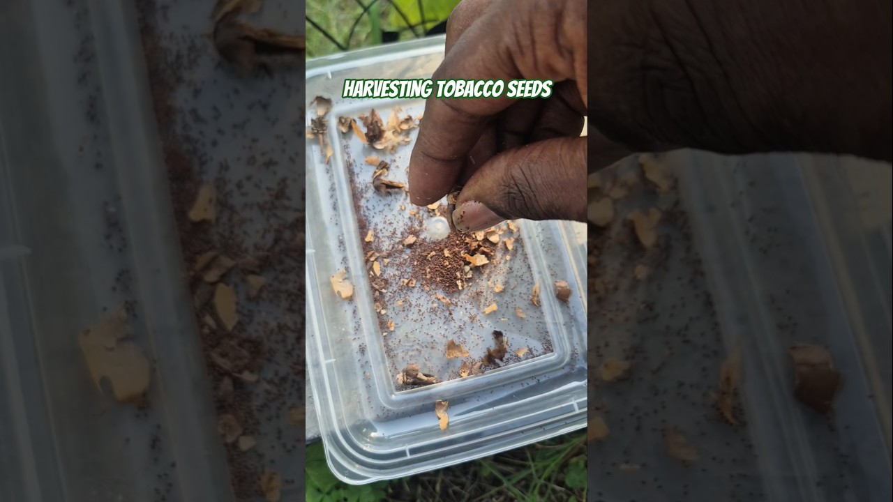 how to collect tobacco seeds Starting the 2026 Tobacco Season
