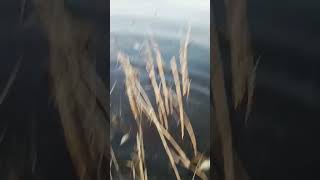 Славгород оз. Сикачи 22.03.2025 Замор рыбы на озере Сикачи.