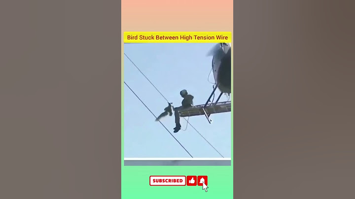 HUMANITY Still Exists | Rescuing Bird | #shorts #amazing #humanity