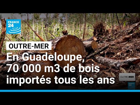 Quelque 70 000 mètres cube de bois importés chaque année en Guadeloupe • FRANCE 24