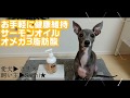 サーモンオイルオメガ３脂肪酸でお手軽に健康維持！①（犬用、子犬・猫用）イタグレ・アリス