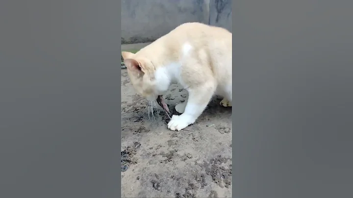 Video 3255151: catlover cats kittycat, catlover kittycat funny