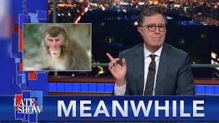 Meanwhile... Japan's Monkey Queen May Pair With Multiple Suitors This Season Meanwhile... Japan's Monkey Queen May Pair With Multiple Suitors This Season