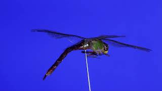 Libelle