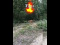 Corbett Tiger #tiger #shorts #ytshorts #shortsfeed #animals #jimcorbett #trending