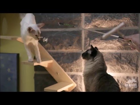 Vidéo: Cachemire Chat