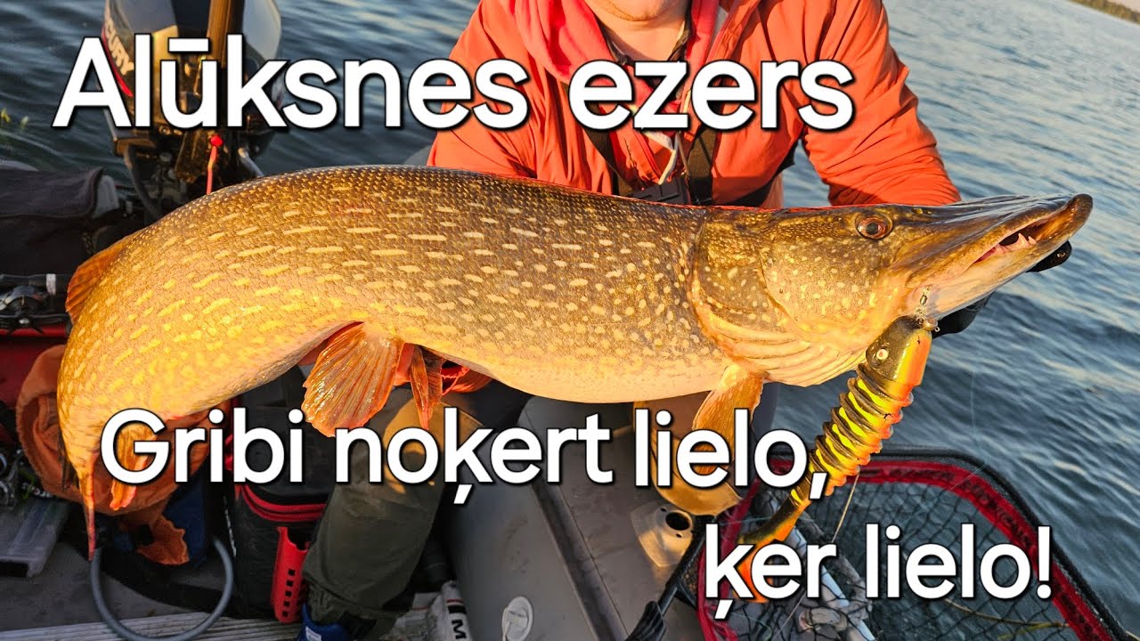 Alūksnes ezers. Mērķis 1m līdaka, 40+ asaris, 70+ zandarts.