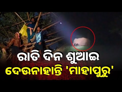 ଗଛ ଉପରେ ମଣିଷ, ତଳେ ପଲ ପଲ ବଣୁଆ ହାତୀ