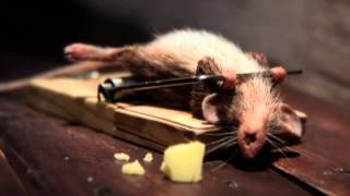 O Rato e o Queijo (HD)