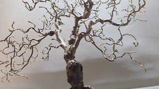 Contorted hazel bonsai tree in the making 