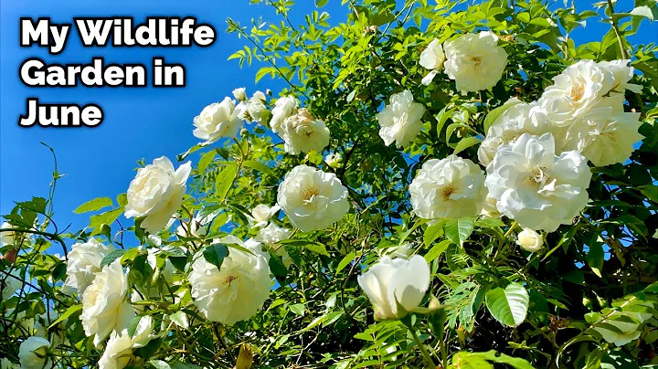My English Garden Tour - June