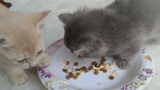 Stray Kitten Has Family But Nursing Mother Is Hiding Somewhere Difficult To Find Her by Love 4 Pets 1,175 views 7 days ago 3 minutes, 53 seconds