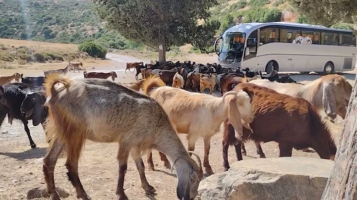 Herding Goats in Wadi Qana Palestine