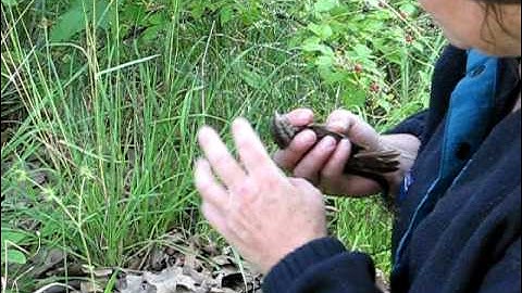 Song Sparrow being removed from mist net