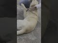 Mere sau bimaarion ka tu ilaaj hai !! #funnyvideo #shorts  #dog #labrador  #doglover  #petlovers