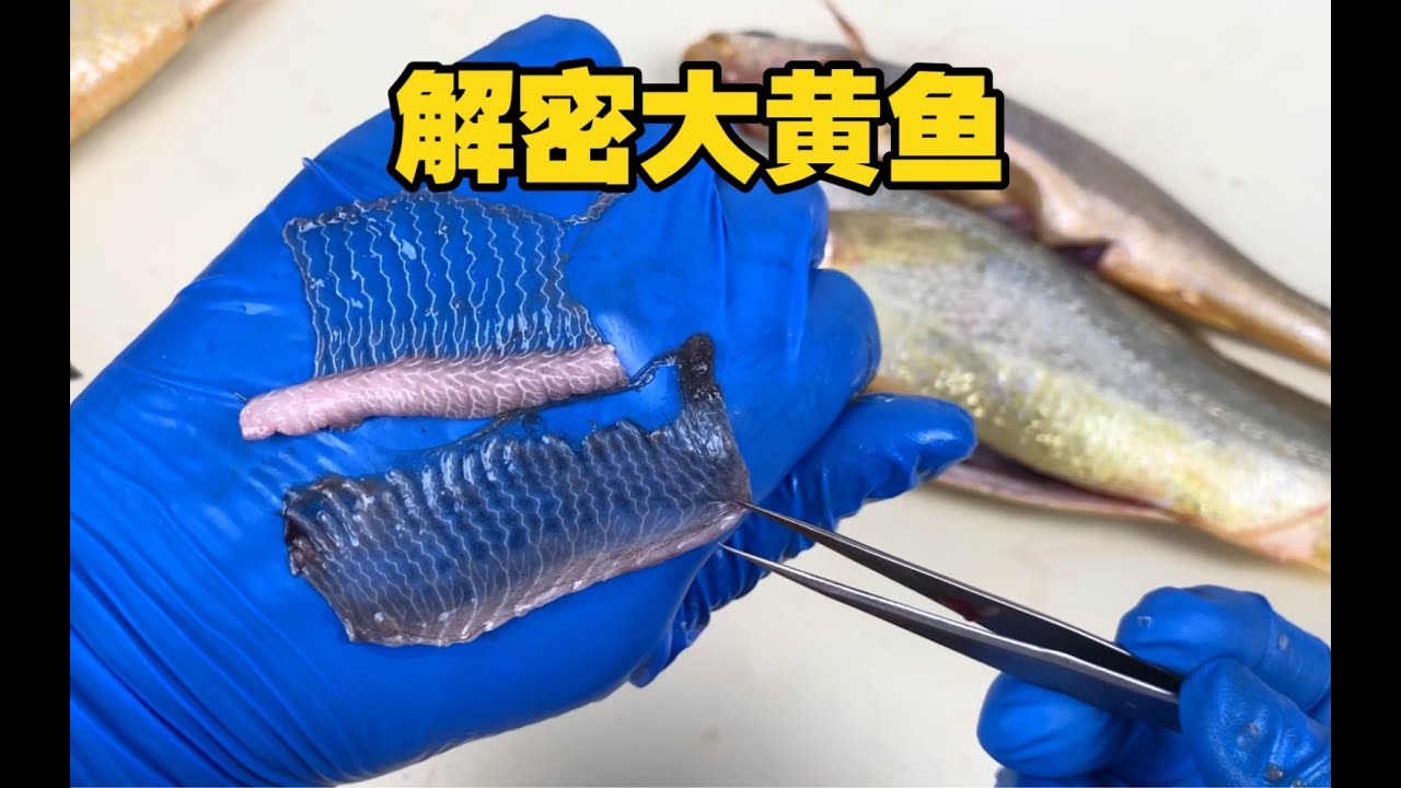 What are the mysteries surrounding yellow croaker, and how can