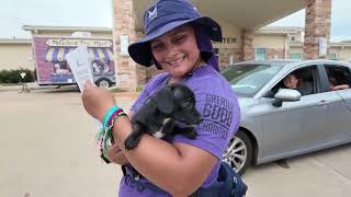 Pet Vaccination Chip and Feed Event