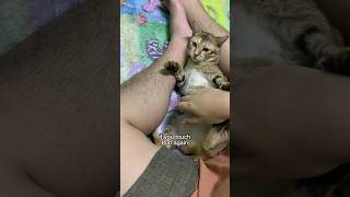 Do not touch there😾 (scene from “Night At The Museum 2”) #cats #catlover #funnycat Do not touch there😾 (scene from “Night At The Museum 2”) #cats #catlover #funnycat
