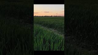 OP4 Kein Log mit bei SlowMo!