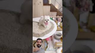 Tiny Puppies Being Funny Will Fix Your Bad Day 😍🐾 #puppies #shorts #cute