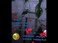 ❤️❤️❤️👉🫂 #love #subscribe #youtubeshorts