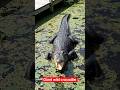 Giant wild crocodile 🐊# wild life#Giant#youtubeshort #alligator #animals