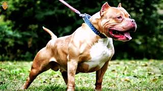 صوت نباح كلب البيتبول/The sound of a pitbull dog barking