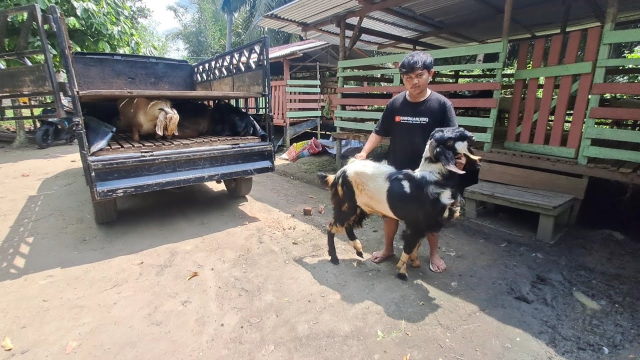 pengiriman 15 ekor kambing bandot - YouTube