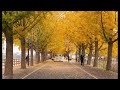銀杏の並木道 (さとうささら)
