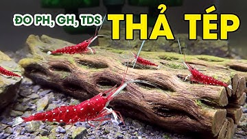 Hướng Dẫn Đo Các Thông Số PH GH TDS Và Thả Tép Sulawesi • Nhập Môn Tép SulaWesi • Phần 5