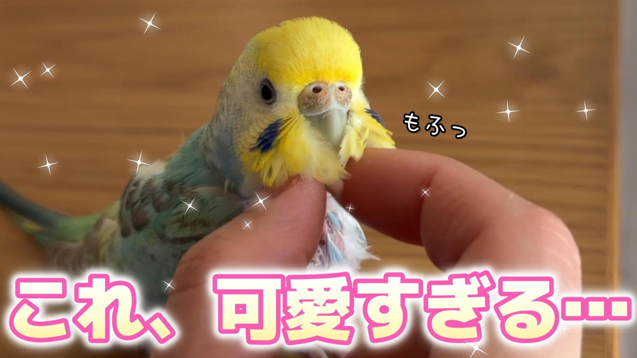 可愛いを詰め込みすぎました。デレデレに甘えるインコがこちらです///【セキセイインコ】