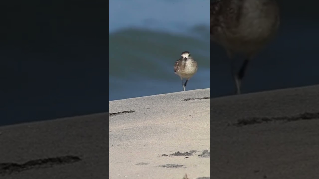 Part 2- Chandini Murder Case | A 2023 True Crime Story of a 5-year-old girl in Kerala, India