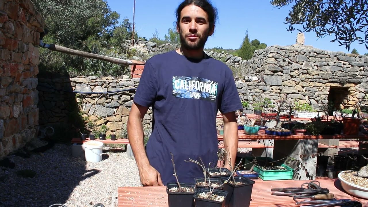 bonsai de Kaki rhombifolia primer trasplante