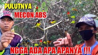 Mercon Abs Ketawa Jika Nonton !!! Mikat Burung Kecil Pake Pulut Bekas Bisa Poin Melimpah