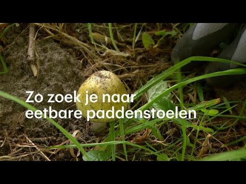 Video: Bospaddestoelen - Cantharellen En Paddenstoelen