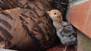 Wild Turkey Eggs Hatch On Staten Island