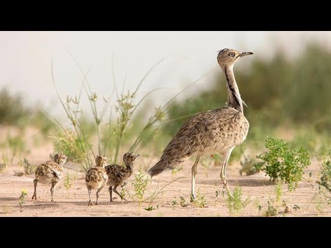 تربية و اطلاق طائرالحبار بمحميات الاماراتيين بكل من ميسور و بوعرفة