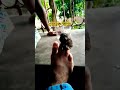 কি পাখির বাচ্চা এটা