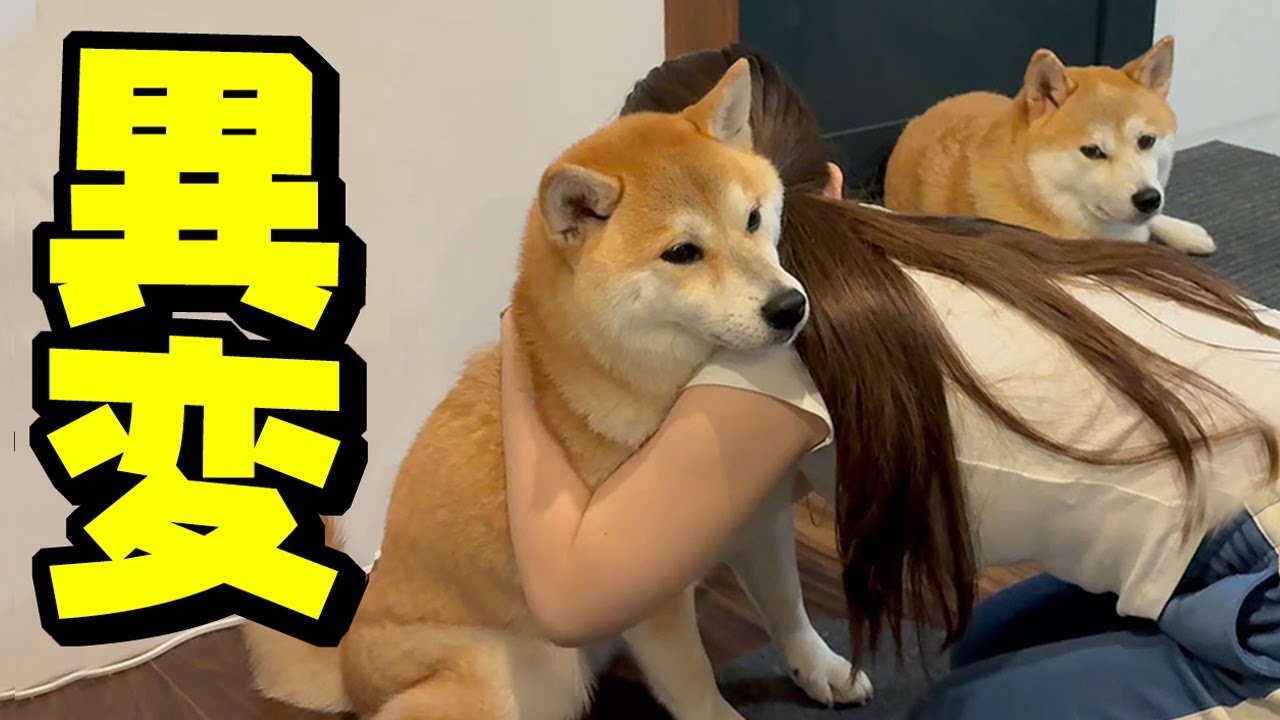 姉犬ちくわ急遽病院へ…こんぶのおかげで早期発見に - YouTube